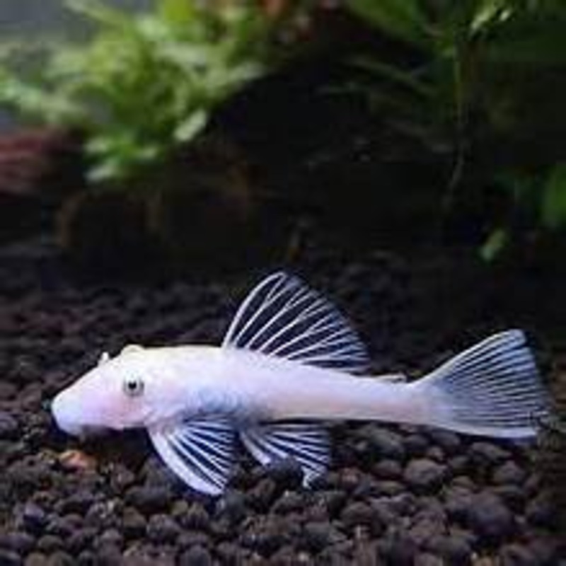 Snow White  L-144 Bushynose Pleco