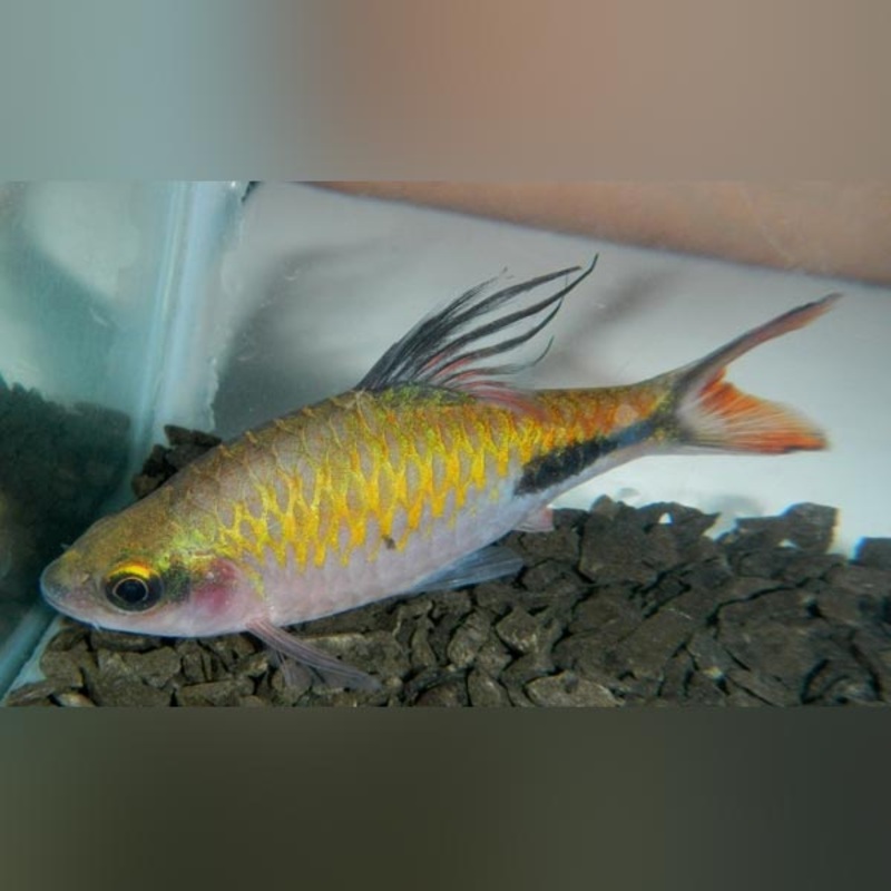 Teardrop Barb