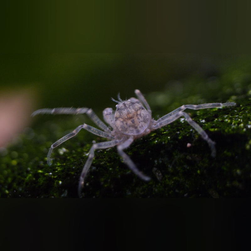 Thai Micro Spider Crab (consortium of 5)