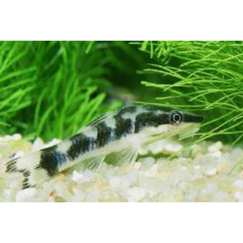 Zebra Otocinclus
