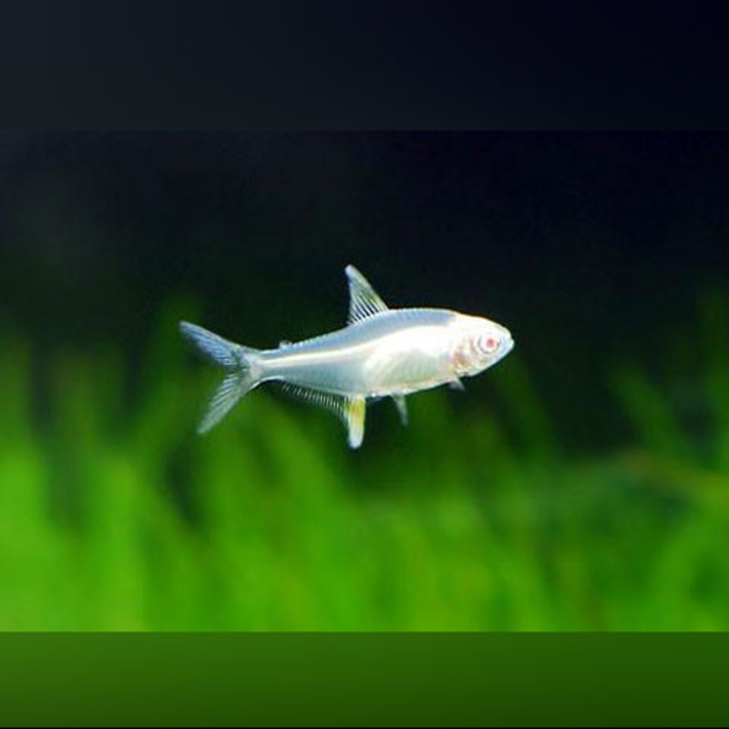 Albino Lemon Tetra (school of 6)