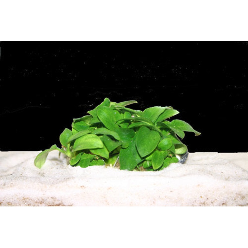 Anubias Nana Petite