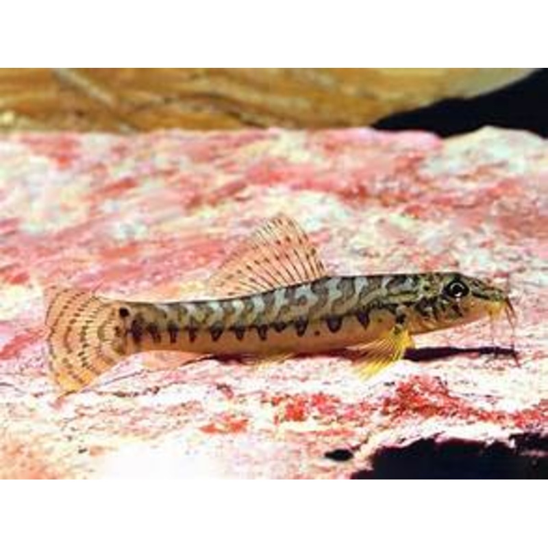Ataran Zipper Loach