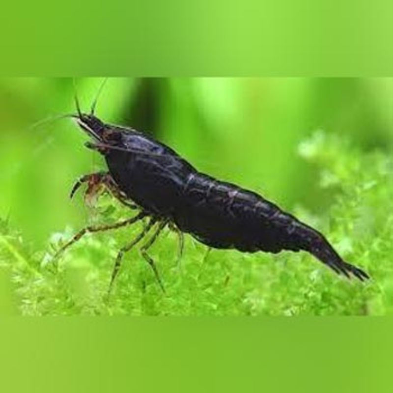 Black Rose Shrimp (troupe of 5)