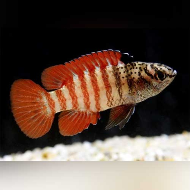 Black Tiger Dario (school of 4)