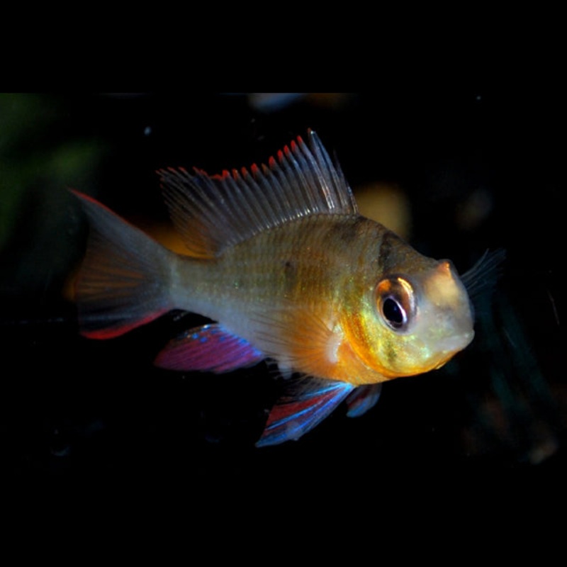 Bolivian Ram (Group of 3)
