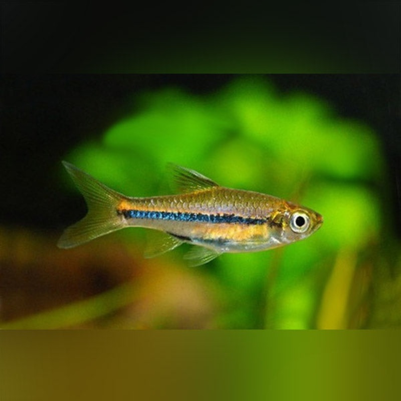 Brilliant Rasbora (School of 6)