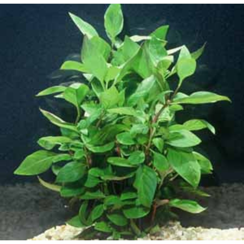 Cherry Hedge aquarium plant