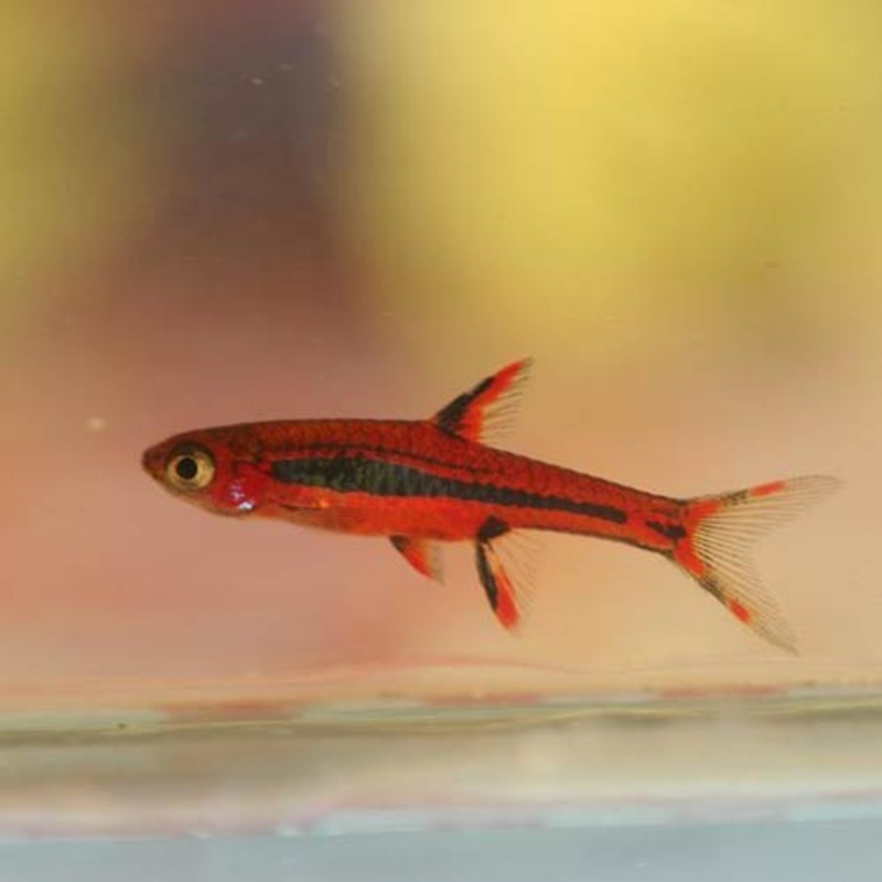 Chili Rasbora (School of 6)