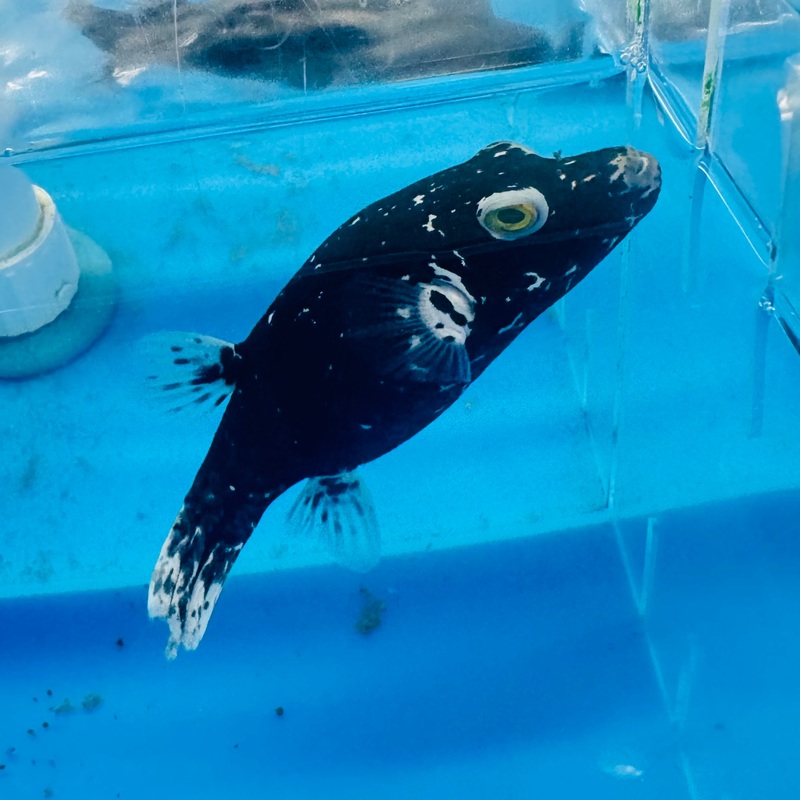 Dalmatian puffer