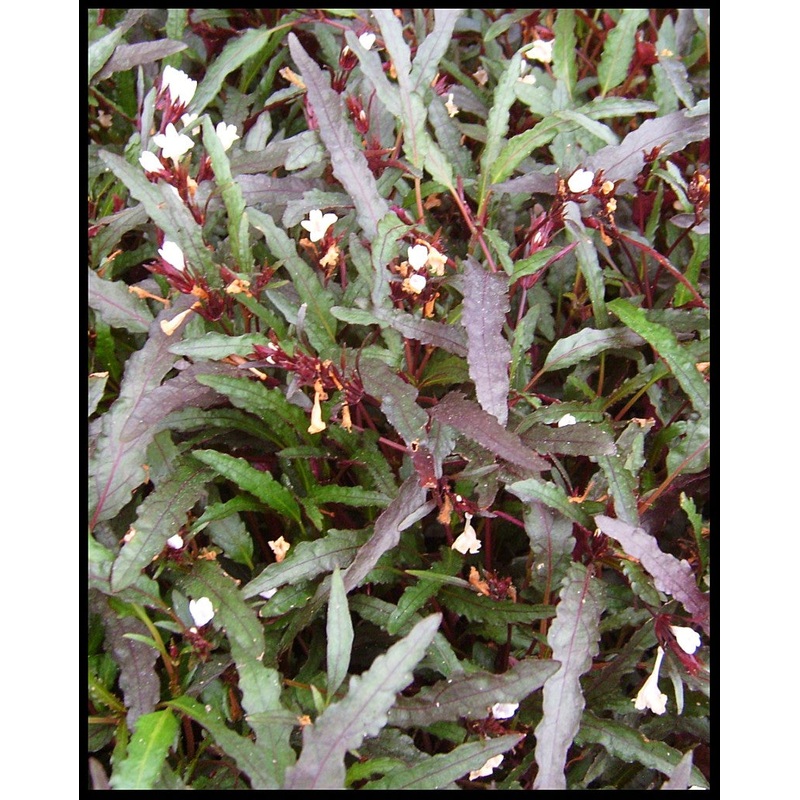 Dragon's Tongue (Flame)