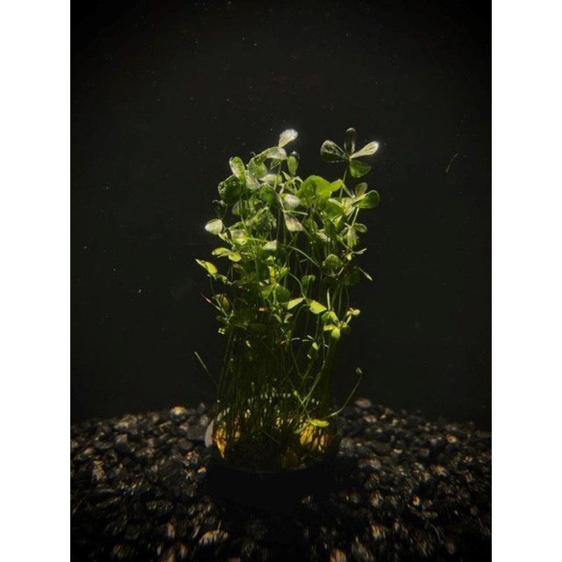 Dwarf Four Leaf Clover
