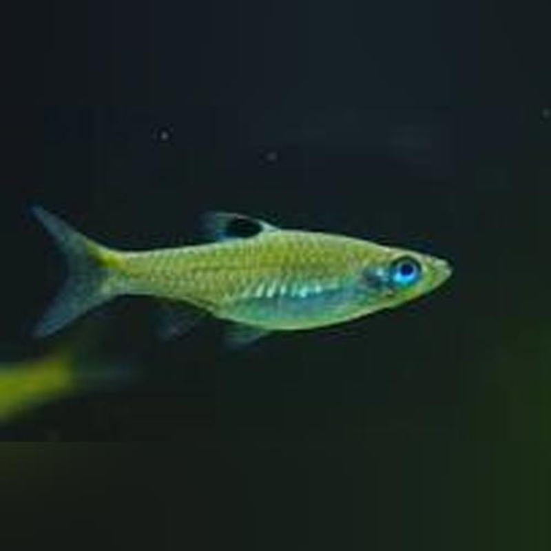 Emerald Eye Rasbora (school of 6)