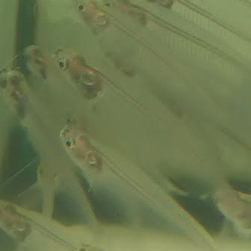 Ghost Glass Catfish (school of 4)
