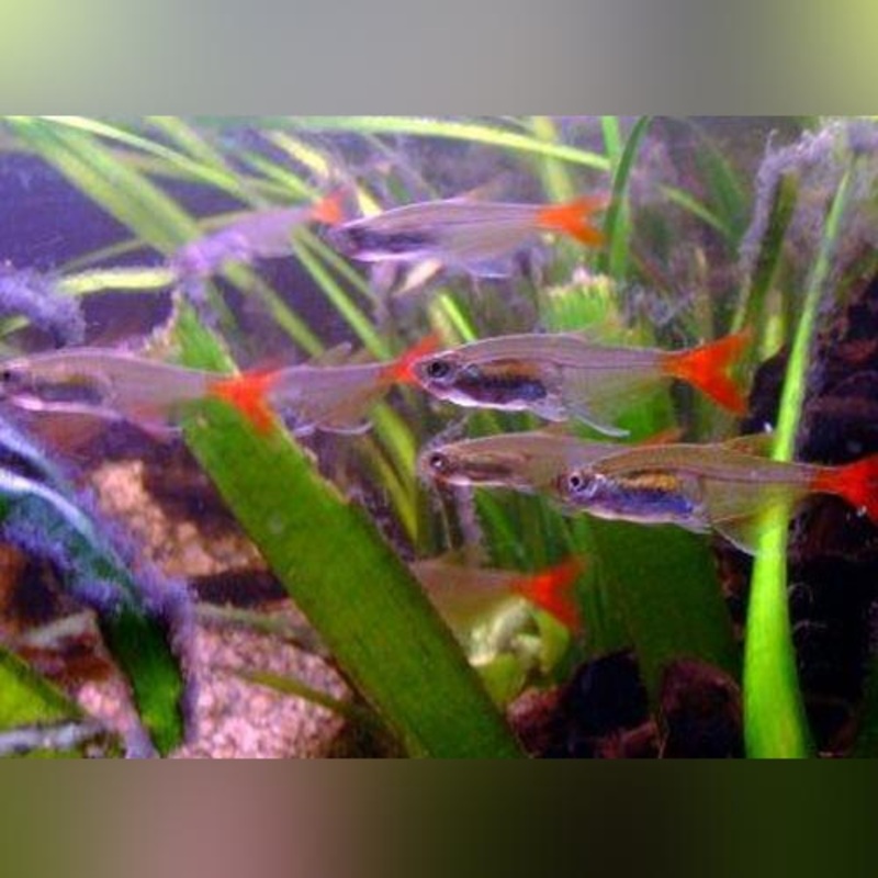Glass Bloodfin Tetra (school of 6)