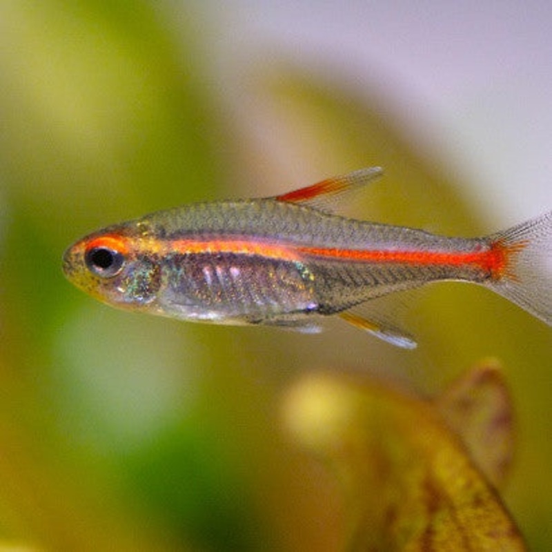 Glowlight Tetra (school of 6)