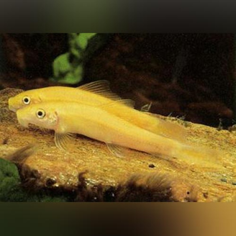 Gold Algae Eater (group of 3)