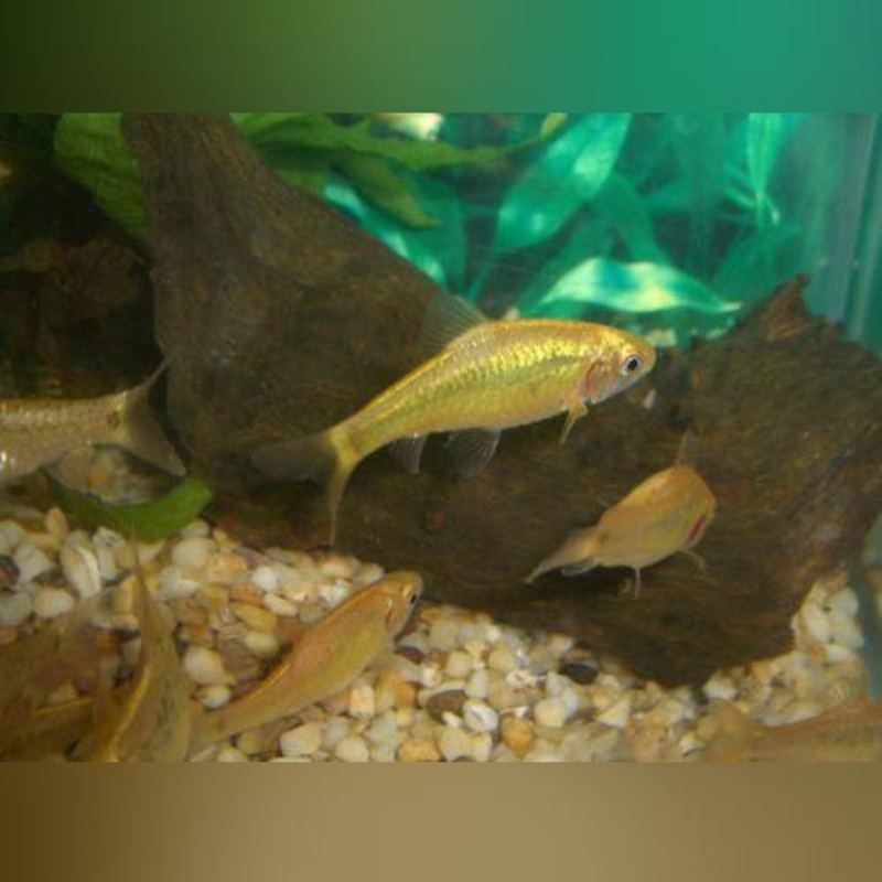 Gold Barb (school of 6)