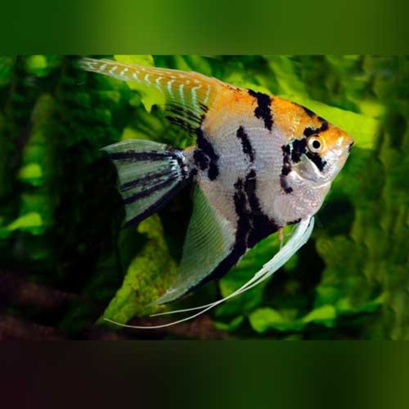 Gold Marble Angelfish (group of 3)