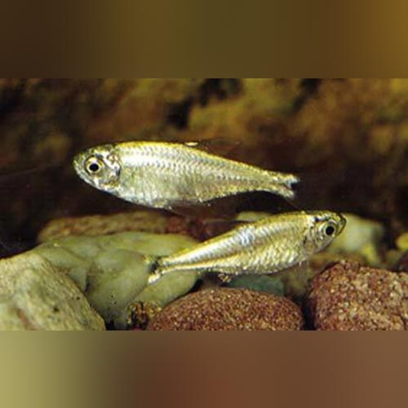 Gold Tetra (school of 6)