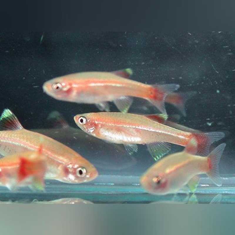 Gold White Cloud (school of 6)