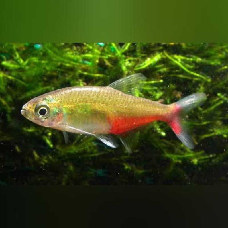 Green Fire Tetra (school of 6)