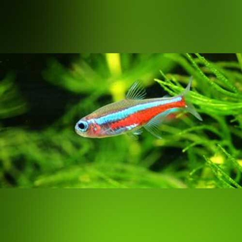 Green Neon Tetra (school of 6)