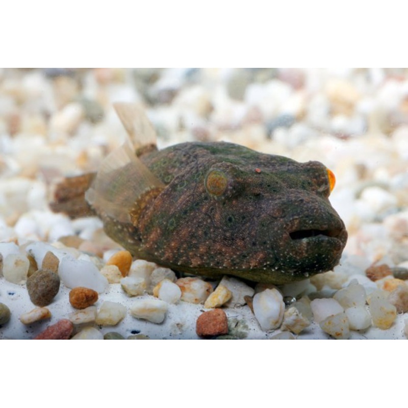 Hairy Puffer