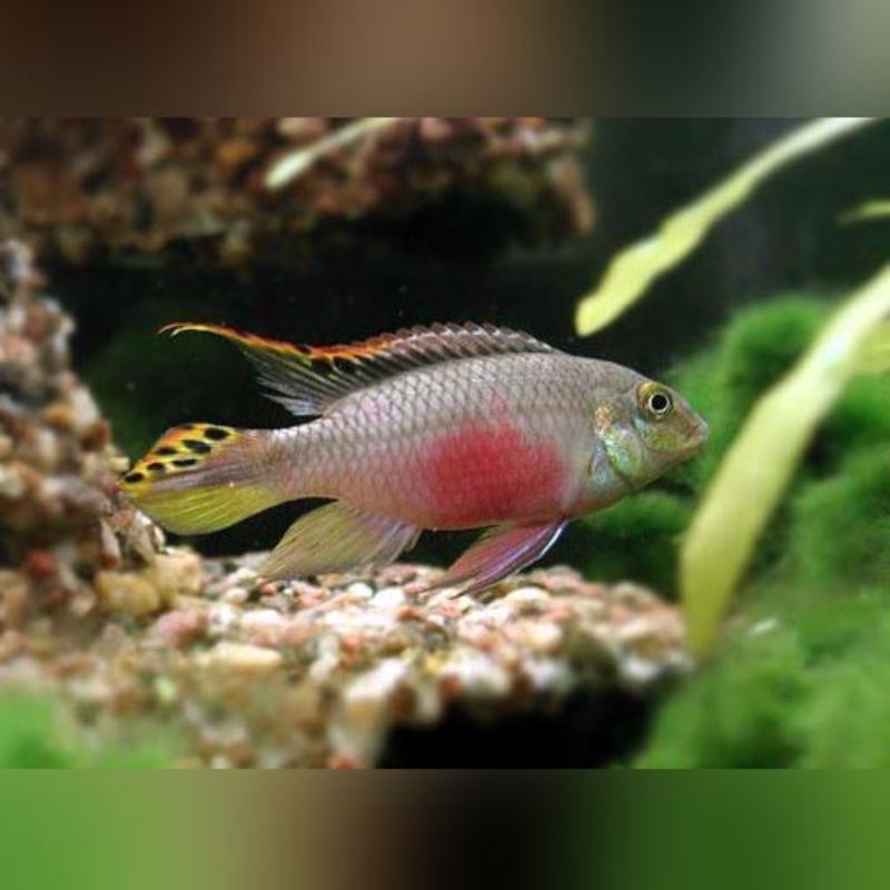 Kribensis Cichlid (group of 3)
