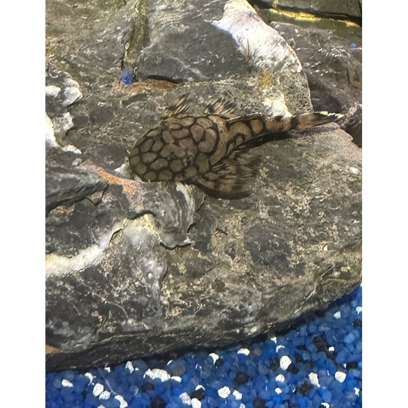 L519 Honeycomb Pleco