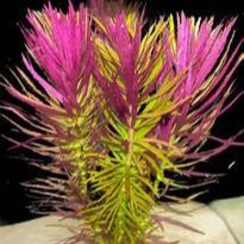 Limno Hippurdioides