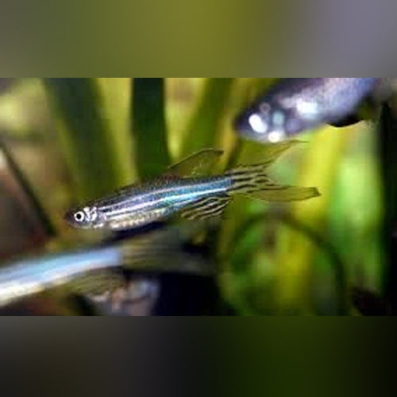 Long Fin Zebra Danio (school of 6)