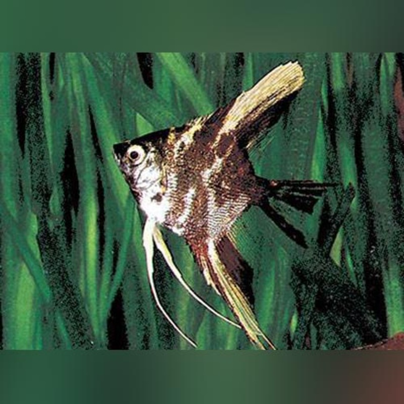 Marble Angelfish (group of 3)