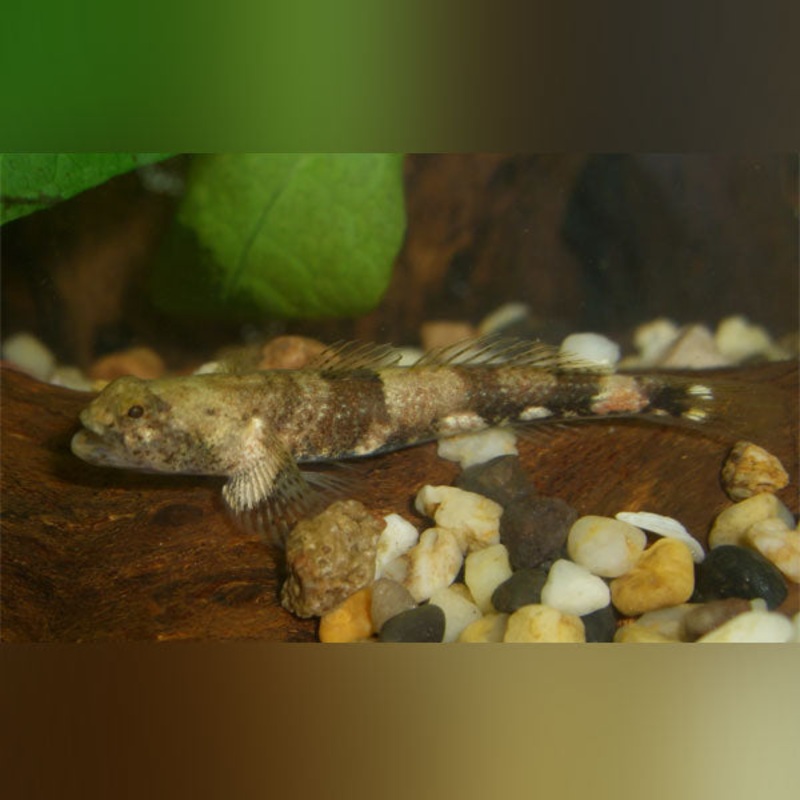 Micro Dragon Goby