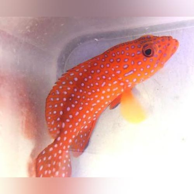 Miniatus Grouper