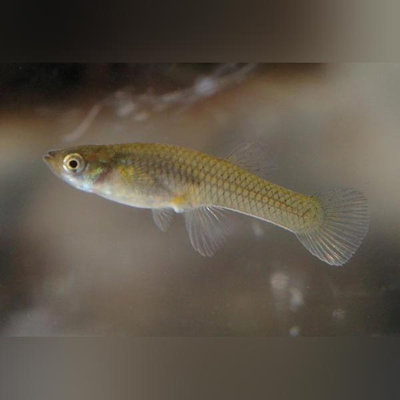 Mosquito Fish