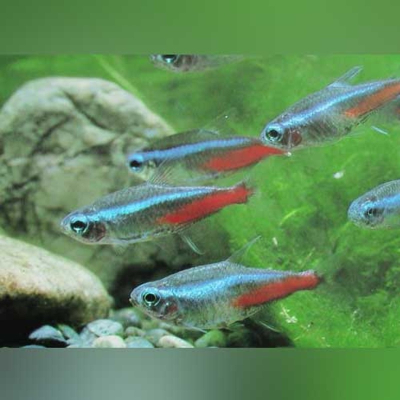 Neon Tetra (school of 6)