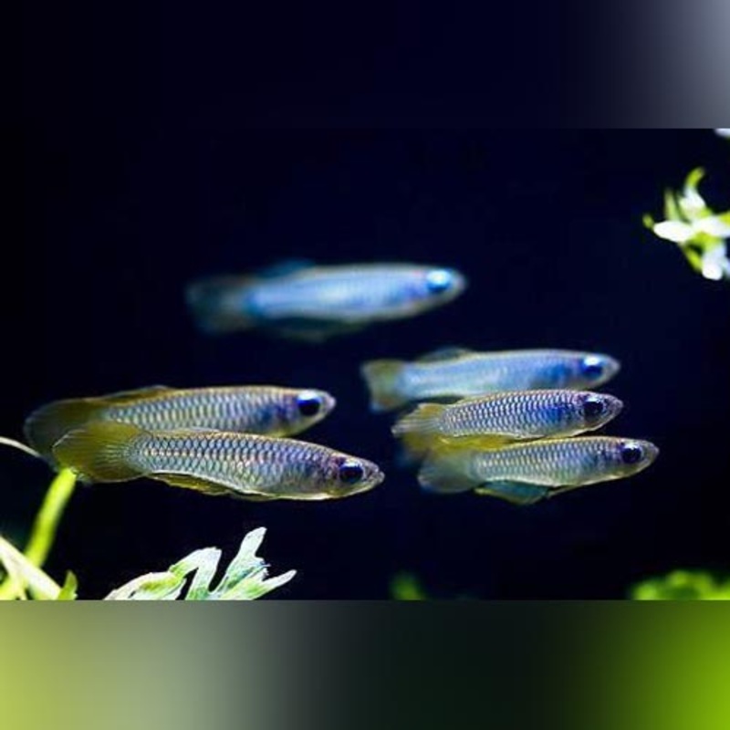 Norman's Lampeye Killifish (school of 5)