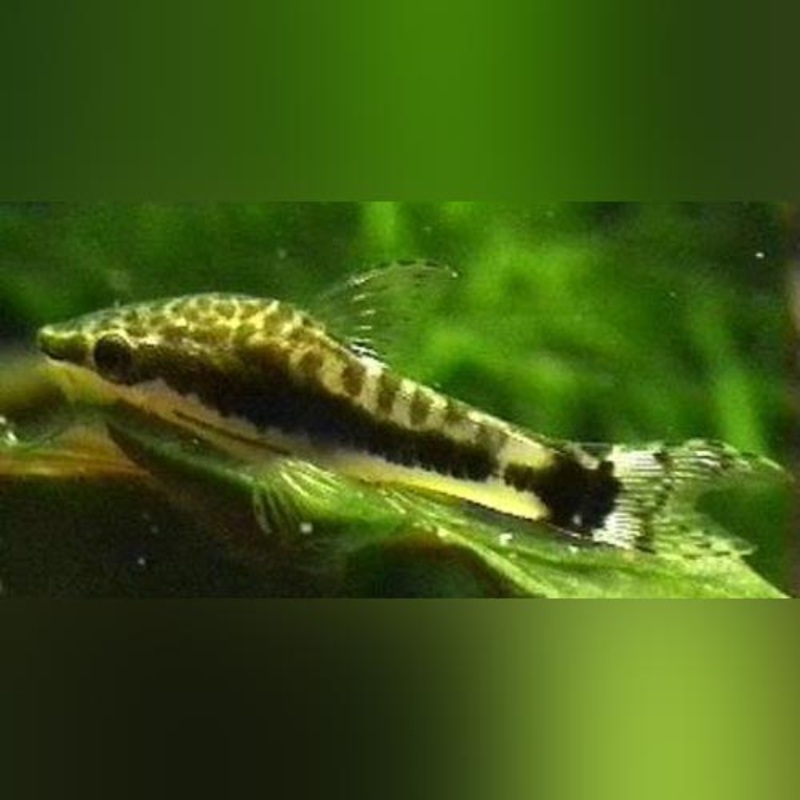 Otocinclus Algae Eater (cleaning crew of 4)