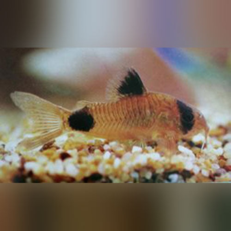 Panda Cory (embarassment of 3)