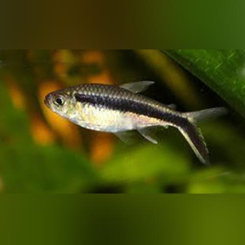 Penguin Tetra (waddle of 6)