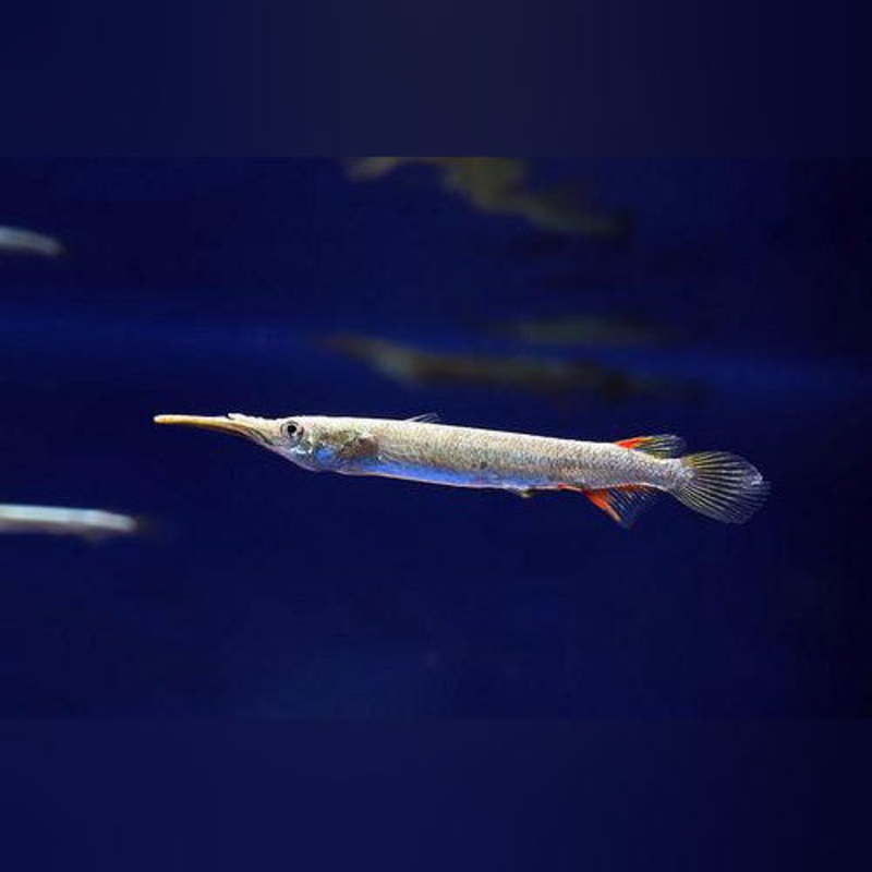 Platinum Half Beak (group of 4)