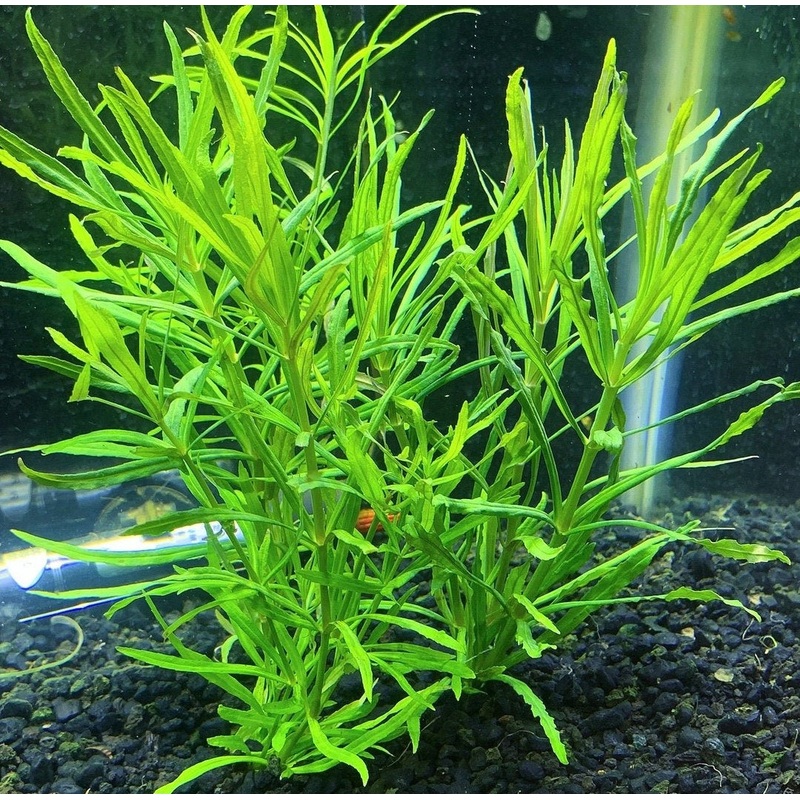 Pogostenum Narrow Leaf