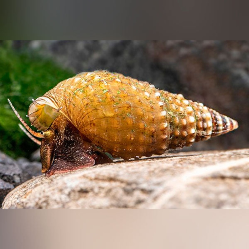Prambanan Snail (group of five)