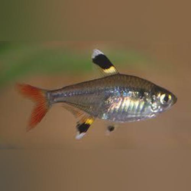 Pristella Tetra (school of 6)