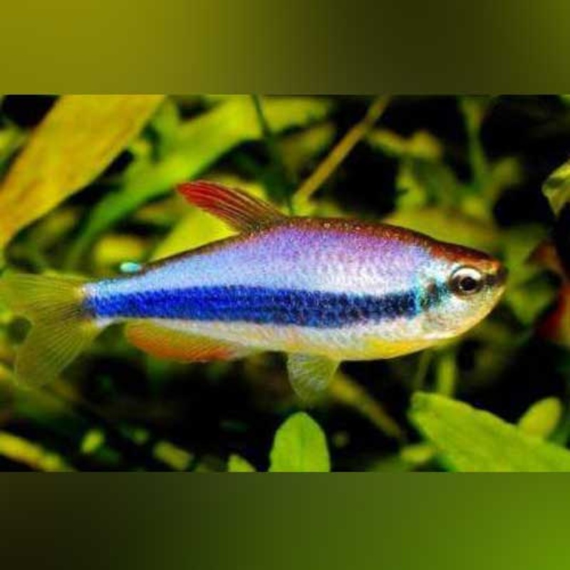 Purple Emperor Tetra (school of 6)