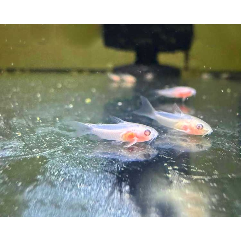 Pygmy Cory Albino