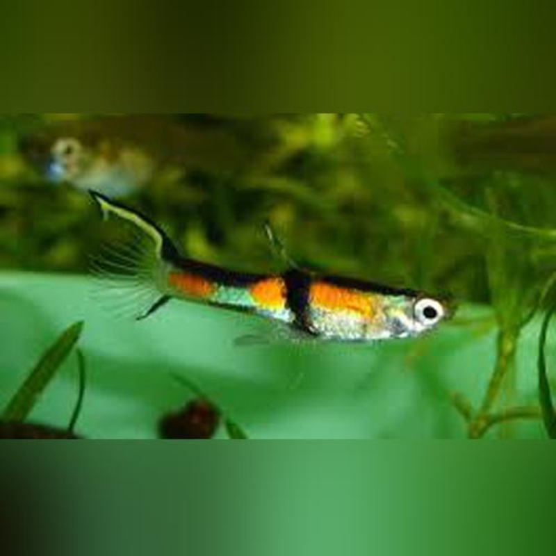 Rainbow Endler - Male (group of 6)