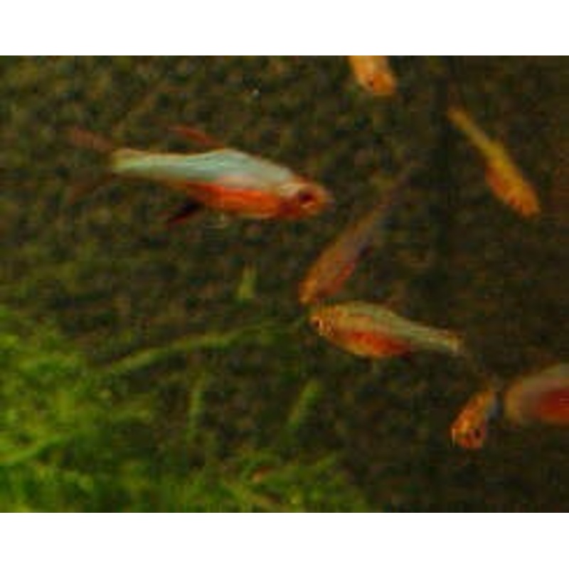 Red Axelrodi Rasbora