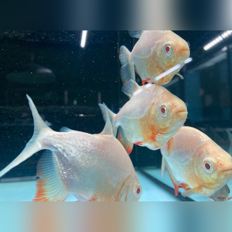 Red Belly Pacu Albino